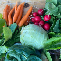 Spinach, lettuce, carrots, radishes